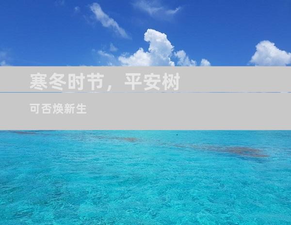 寒冬时节，平安树可否焕新生